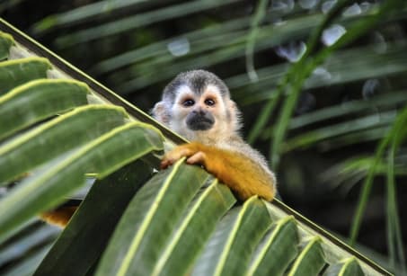 Premiers pas au Costa Rica