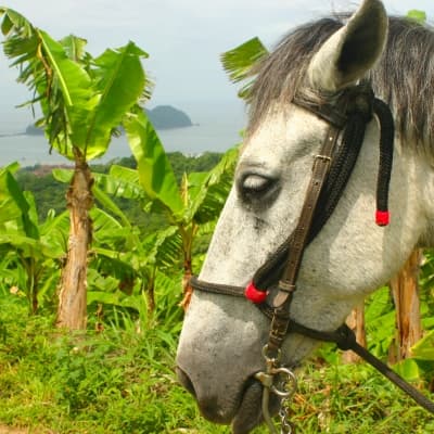 Balade à cheval à Rincon de la Vieja