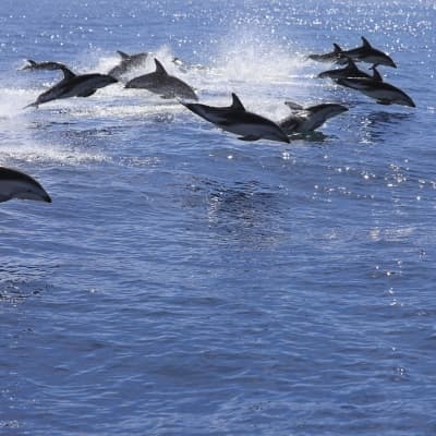 Observation des dauphins et des baleines