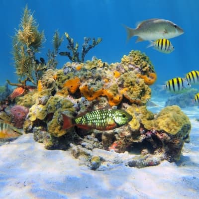 Plongée sous-marine au Panama