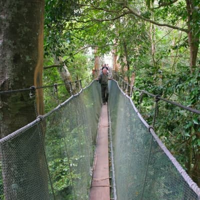 Ponts supendus d'Arenal