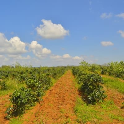 Visite des plantations de café