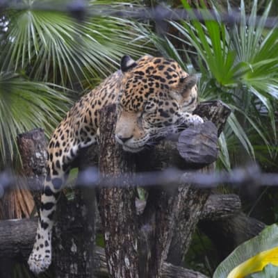 Zoo de Belize