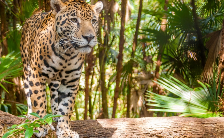 Aventure dans la jungle et mystérieux jaguar