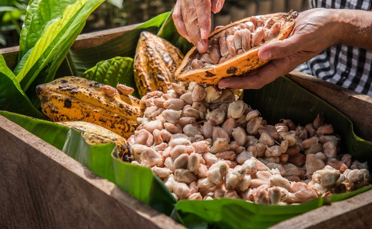 Sarapiqui et ses plantations de cacao