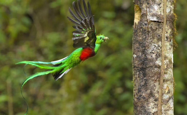 Parenthèse naturelle au Biotopo del Quetzal