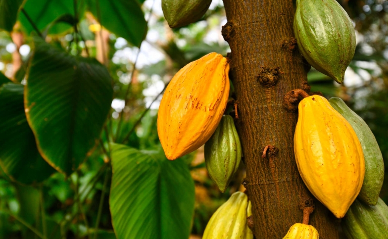 Plantation de cacao 
