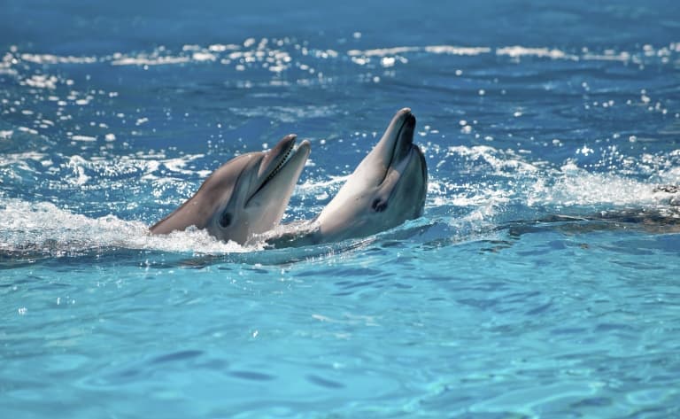 La Pura Vida au pays des dauphins !