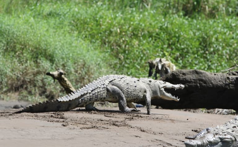 Attention ! Crocodiles !