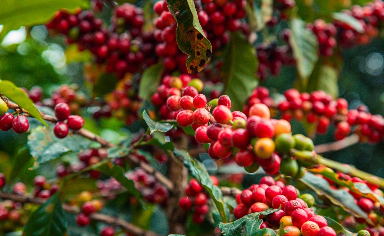 Boquete, au cœur des plantations de café