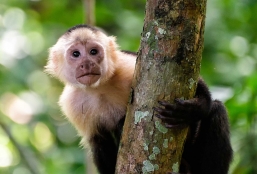 Le Costa Rica en famille